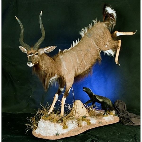 Creative Concepts Taxidermy Credit