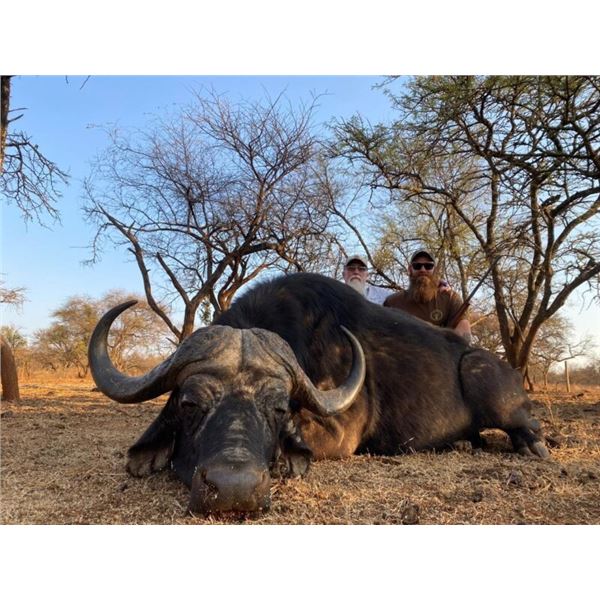 Cape Buffalo Hunt