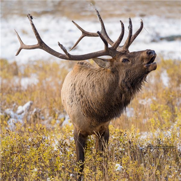 3-Day Elk Hunt - Venator USA