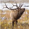 Image 1 : 3-Day Elk Hunt - Venator USA