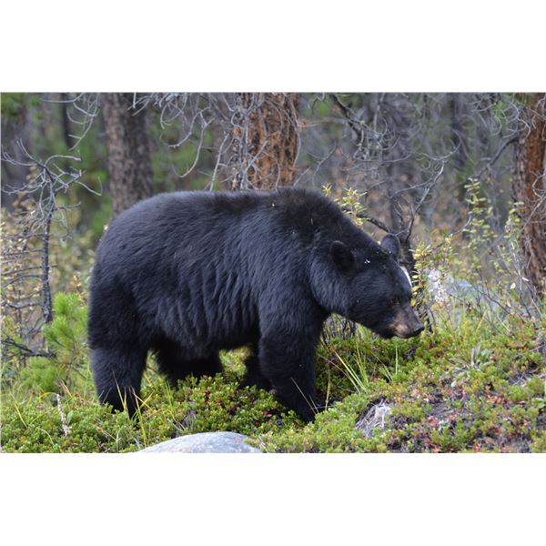 Coastal Black Bear Hunt - Milligan Outfitting
