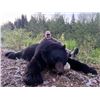 Image 2 : Coastal Black Bear Hunt - Milligan Outfitting