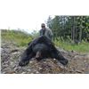 Image 4 : Coastal Black Bear Hunt - Milligan Outfitting