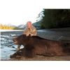 Image 7 : Coastal Black Bear Hunt - Milligan Outfitting