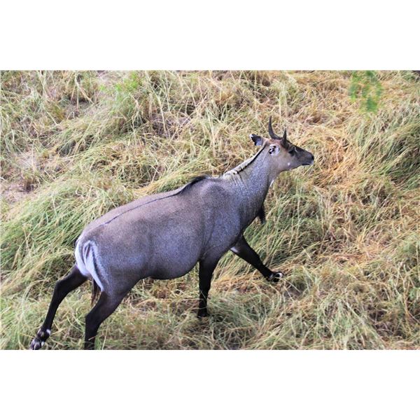 3-Day, 2-Night Nilgai Hunt - G2 Ranch