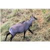 Image 1 : 3-Day, 2-Night Nilgai Hunt - G2 Ranch