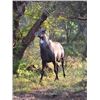 Image 2 : 3-Day, 2-Night Nilgai Hunt - G2 Ranch