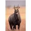 Image 3 : 3-Day, 2-Night Nilgai Hunt - G2 Ranch