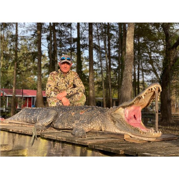 Alligator Hunt in Punta Gorda, FL