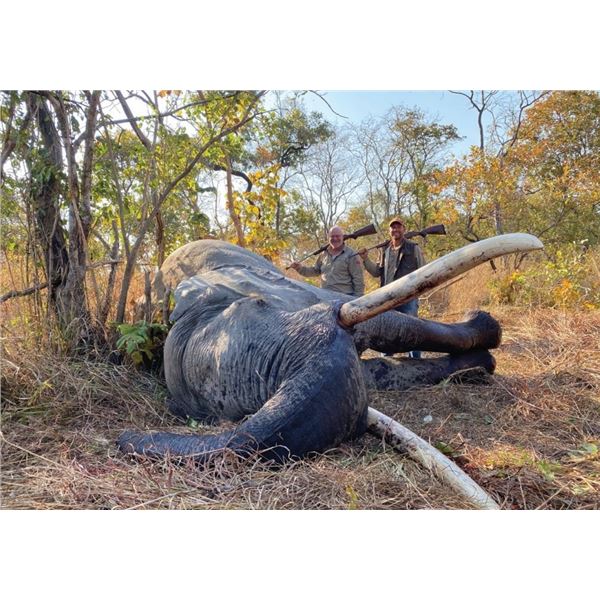 Non Trophy Elephant Hunt - Dzombo Hunting