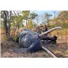 Image 1 : Non Trophy Elephant Hunt - Dzombo Hunting