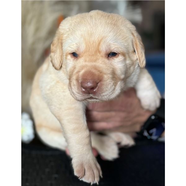 Yellow Labrador Retriever Puppy
