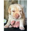 Image 2 : Yellow Labrador Retriever Puppy
