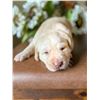 Image 3 : Yellow Labrador Retriever Puppy