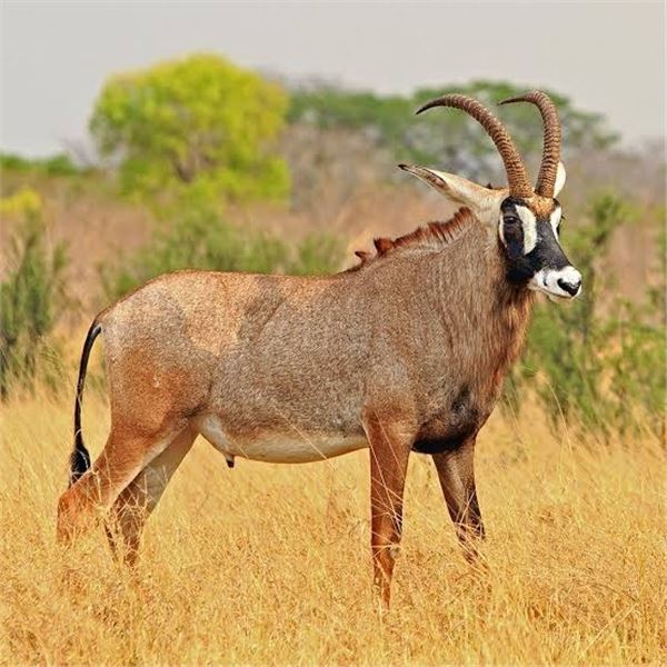 5-Day Roan Antelope Hunt - Trek Africa Hunting