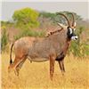 Image 1 : 5-Day Roan Antelope Hunt - Trek Africa Hunting