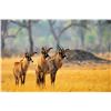 Image 3 : 5-Day Roan Antelope Hunt - Trek Africa Hunting