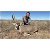 Image 10 : MULE DEER "MANAGEMENT" (UP TO 165") HUNT FOR 1 (TEXAS) W/ JWP OUTDOORS