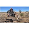 Image 14 : MULE DEER "MANAGEMENT" (UP TO 165") HUNT FOR 1 (TEXAS) W/ JWP OUTDOORS