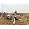 Image 6 : MULE DEER "MANAGEMENT" (UP TO 165") HUNT FOR 1 (TEXAS) W/ JWP OUTDOORS