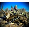 Image 7 : MULE DEER "MANAGEMENT" (UP TO 165") HUNT FOR 1 (TEXAS) W/ JWP OUTDOORS