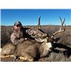 Image 9 : MULE DEER "MANAGEMENT" (UP TO 165") HUNT FOR 1 (TEXAS) W/ JWP OUTDOORS