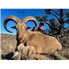 Image 7 : AOUDAD RAM HUNT FOR 1 (NEAR FORT DAVIS, TX) W/ H.E. SPROUL RANCH