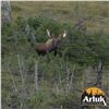 Image 8 : CANADIAN MOOSE & BLACK BEAR COMBO FOR 1 (NEWFOUNDLAND) W/ ARLUK OUTFITTERS