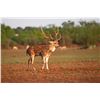 Image 4 : TROPHY AXIS (34"+) HUNT FOR 1 (TEXAS) W/ G2 RANCH
