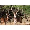 Image 6 : TROPHY AXIS (34"+) HUNT FOR 1 (TEXAS) W/ G2 RANCH
