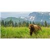 Image 3 : GRIZZLY/BROWN BEAR & WOLF HUNT FOR 1 (ALASKA ) W/ D&L OUTFITTERS