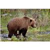 Image 4 : GRIZZLY/BROWN BEAR & WOLF HUNT FOR 1 (ALASKA ) W/ D&L OUTFITTERS
