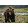 Image 5 : GRIZZLY/BROWN BEAR & WOLF HUNT FOR 1 (ALASKA ) W/ D&L OUTFITTERS