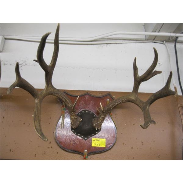 WHITE TAIL DEER RACK