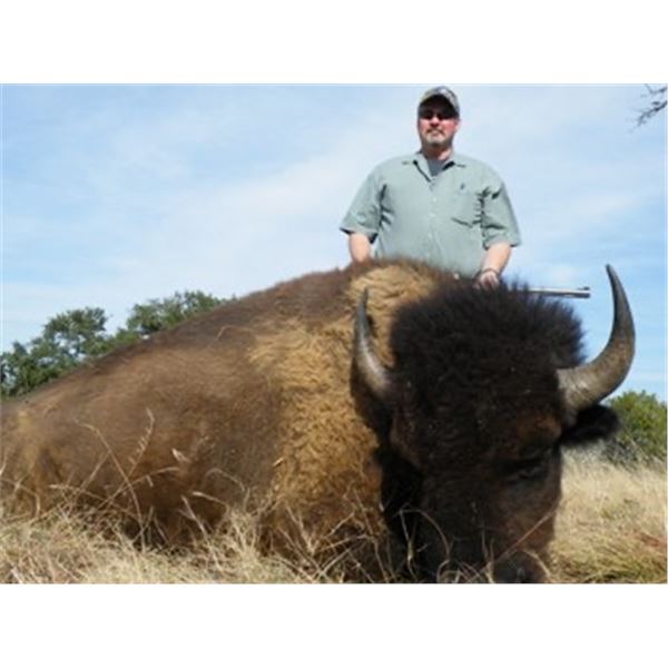 BISON HUNT IN TEXAS FOR ONE HUNTER / ONE DAY AND NIGHT