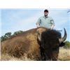 Image 1 : BISON HUNT IN TEXAS FOR ONE HUNTER / ONE DAY AND NIGHT