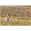 Image 4 : FOUR DAY, FIVE NIGHT MONTANA ANTELOPE HUNT FOR TWO HUNTERS