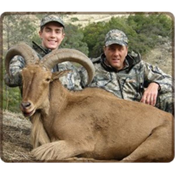 TWO DAY CALIFORNIA TROPHY AOUDAD SHEEP HUNT FOR ONE HUNTER