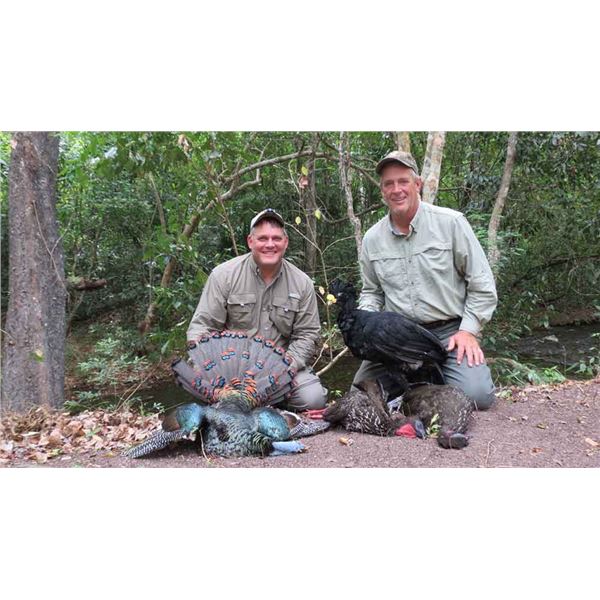 SEVEN DAY OCELLATED TURKEY HUNT ON THE YUCATAN PENINSULA FOR ONE HUNTER