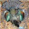 Image 3 : SEVEN DAY OCELLATED TURKEY HUNT ON THE YUCATAN PENINSULA FOR ONE HUNTER