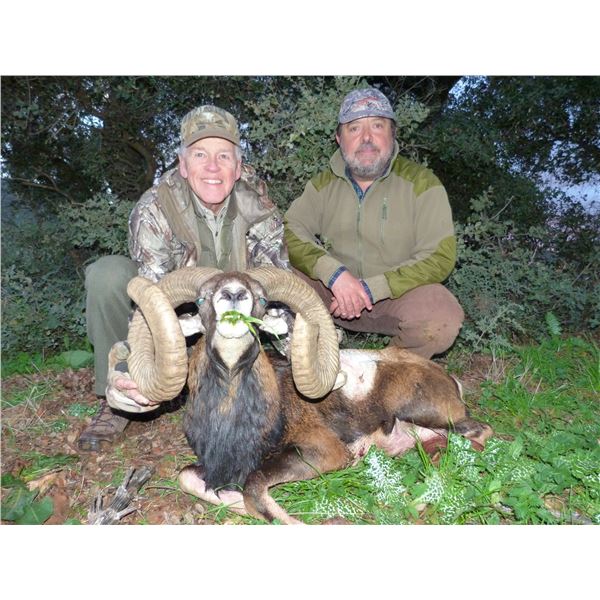 4-DAY IBERIAN MOUFLON SHEEP HUNT FOR 1 HUNTER IN SPAIN