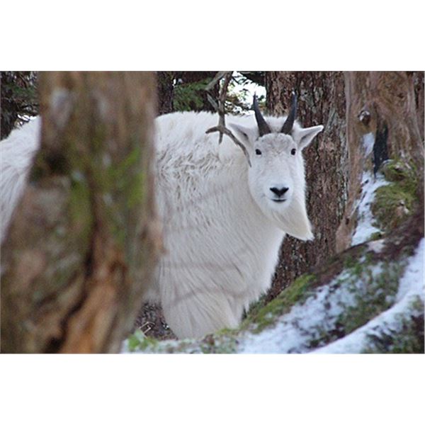 ALASKA STATE GOVERNOR'S TAG SG800 CHUGACH MOUNTAINS MOUNTAIN GOAT