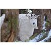 ALASKA STATE GOVERNOR'S TAG SG800 CHUGACH MOUNTAINS MOUNTAIN GOAT