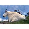 Image 2 : ALASKA STATE GOVERNOR'S TAG SG800 CHUGACH MOUNTAINS MOUNTAIN GOAT
