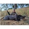 Image 1 : 2 DAY RIFLE WILD PIG HUNT WITH LOST VALLEY OUTFITTERS – 2 HUNTERS 1 PIG EACH