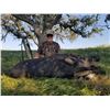 Image 3 : 2 DAY RIFLE WILD PIG HUNT WITH LOST VALLEY OUTFITTERS – 2 HUNTERS 1 PIG EACH
