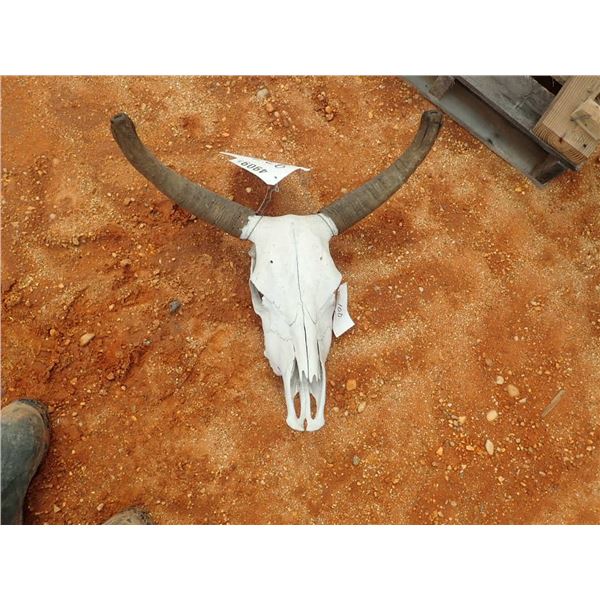 COW SKULL