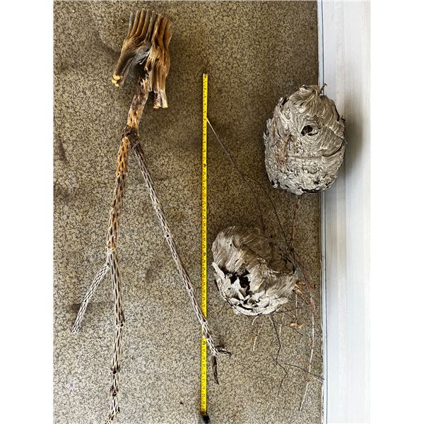 Wasp Nests