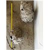 Image 4 : Wasp Nests