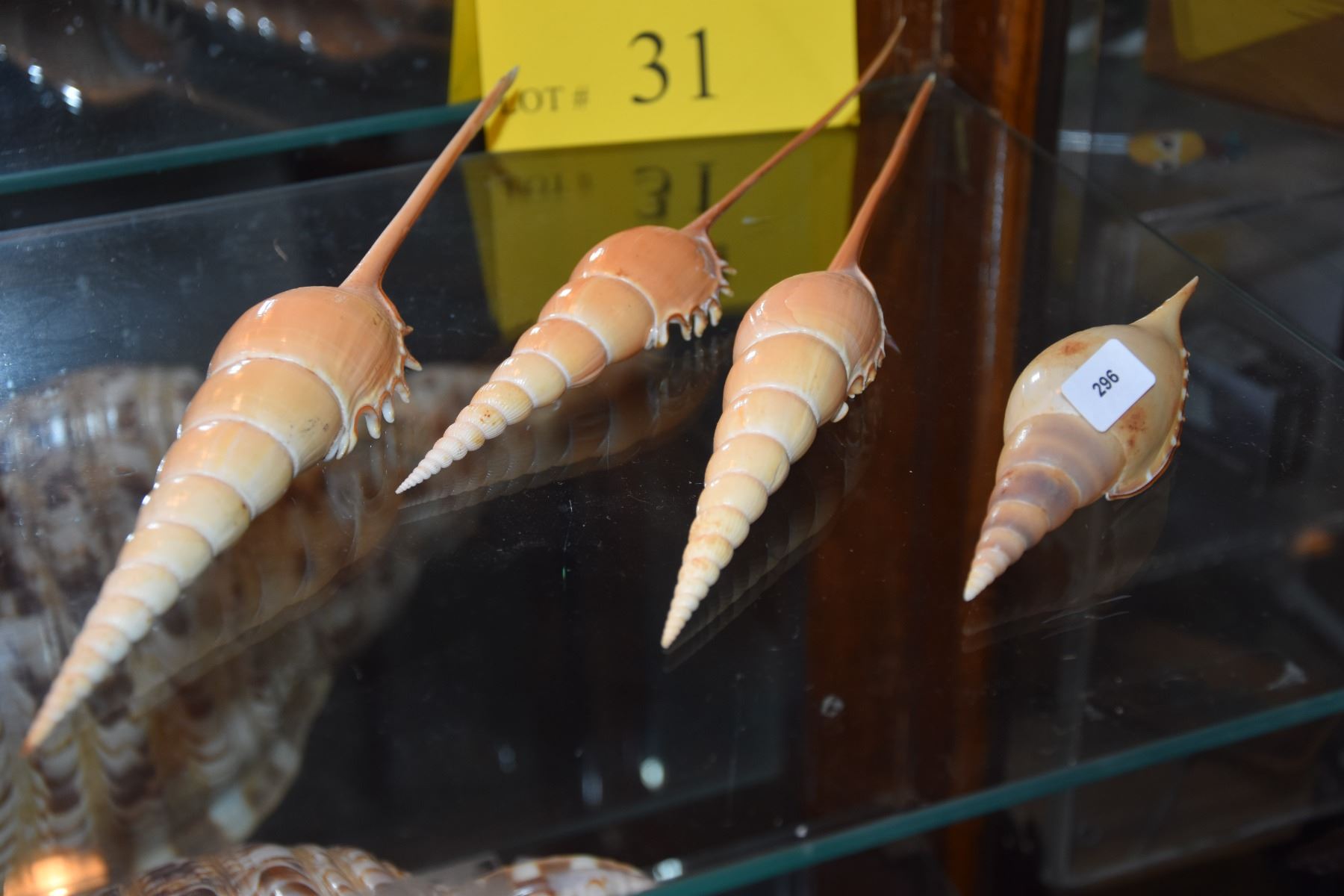 LONG TIBIA FUSUS SHELLS (10